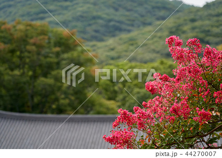 ベロン木 サルスベリ 禅雲寺 44270007