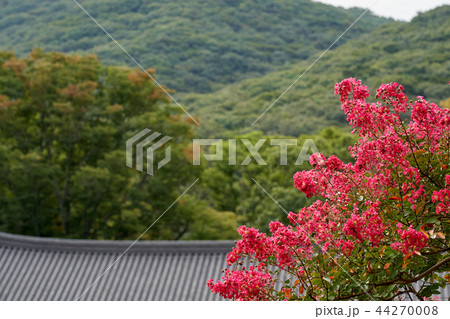 ベロン木 サルスベリ 禅雲寺 44270008
