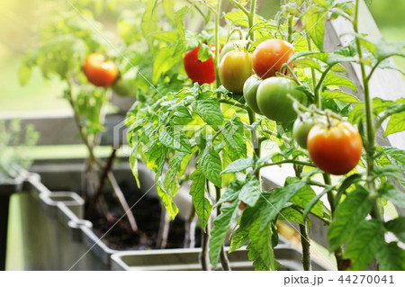 Container vegetables gardening. Vegetable garden on a terrace. Herbs, tomatoes growing in container Container vegetables gardening. Vegetable garden on a terrace. Herbs, tomatoes growing in container 44270041