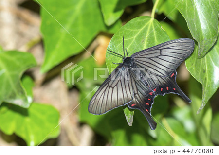 アゲハモドキ 44270080