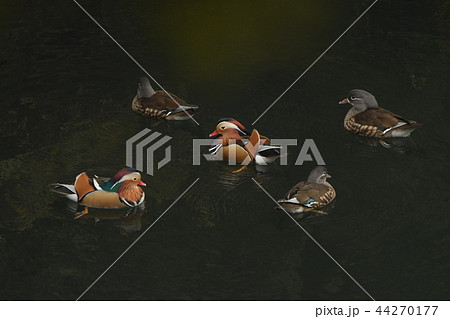 散在が池のオシドリ 散在が池のオシドリ 44270177