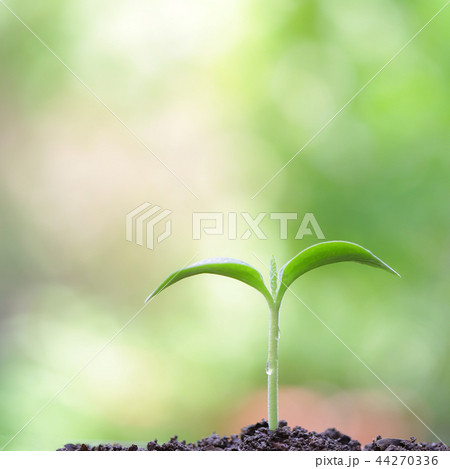 Young Pumpkin sprout growing  44270336