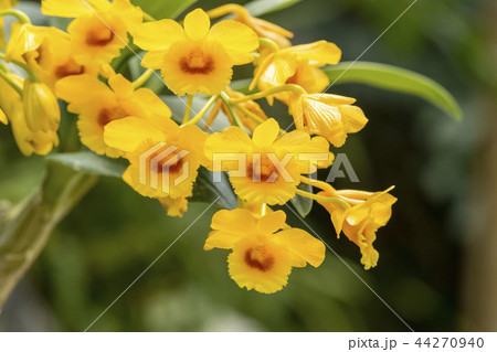 ラン ラン 44270940