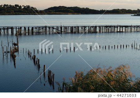 朽ちた桟橋と沼のある風景　群馬県　館林市　多々良沼 44271033
