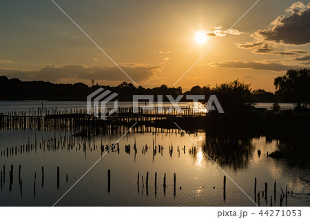 朽ちた桟橋の夕暮れ　群馬県　館林市　多々良沼 44271053