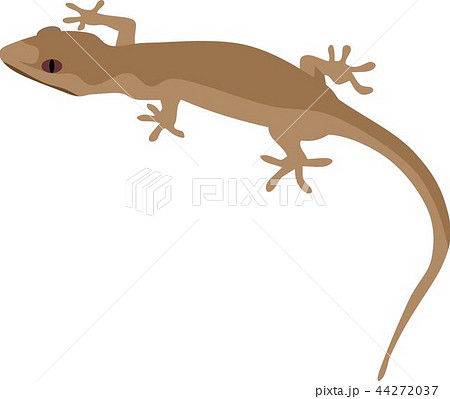 Brown Gecko Reptile Animal Brown Gecko Reptile Animal 44272037