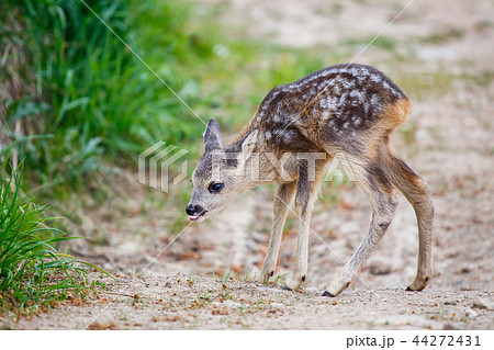 Young wild roe deer in grass, Capreolus capreolus Young wild roe deer in grass, Capreolus capreolus 44272431