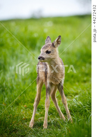 Young wild roe deer in grass, Capreolus capreolus 44272432
