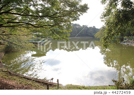 大宮公園の池 大宮公園の池 44272459