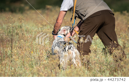 Rear view of Pointer dog with owner in the bush 44273742