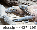 monitor lizards closeup 44274195