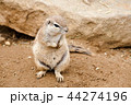 gopher 44274196