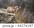 suricate 44274197
