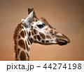 giraffe head 44274198