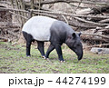 tapir 44274199