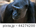 gorilla 44274200
