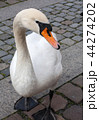 swan 44274202