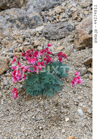 コマクサ 44274911