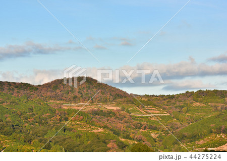みかん畑に変わっていく山の斜面 44275224