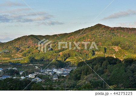 みかん畑に変わっていく山の斜面 44275225