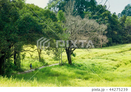 Field, Food, Formal Garden, Front or Back Yard Field, Food, Formal Garden, Front or Back Yard 44275239