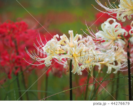 雨の彼岸花 44276679
