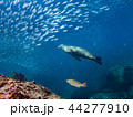 アシカとハタとアジの群れ 44277910