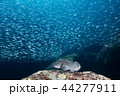ハタとアジの群れ 44277911