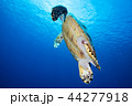 呼吸に向かうカメ 44277918
