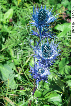 Eryngium alpinum alpine sea holly eryngo queen 44277926