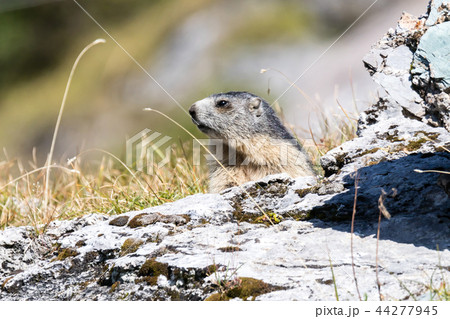 Marmot posing from the Alps 44277945