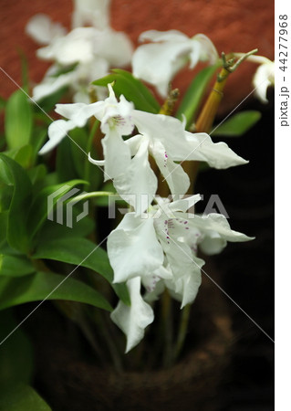 奇跡の星の植物館のデンドロビウム 44277968