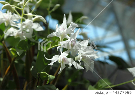 奇跡の星の植物館のデンドロビウム 44277969