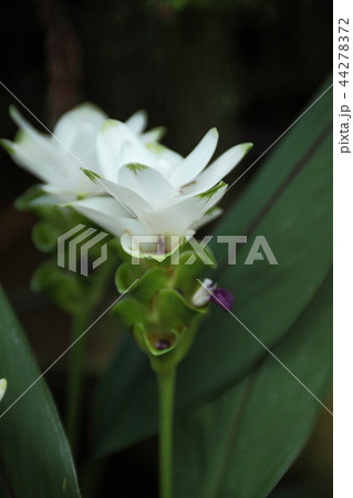 奇跡の星の植物館のクルクマ 奇跡の星の植物館のクルクマ 44278372