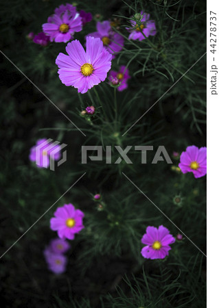 コスモス 44278737