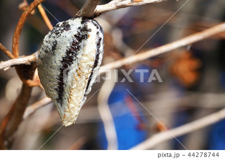 ムネアカハラビロカマキリの卵 ムネアカハラビロカマキリの卵 44278744