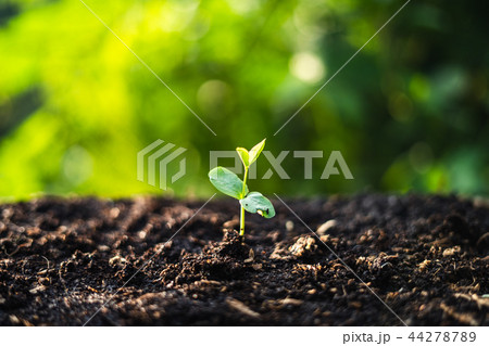 tree,Seedlings,Growth of trees Evening light in na 44278789