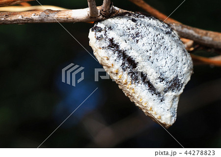ムネアカハラビロカマキリの卵 44278823