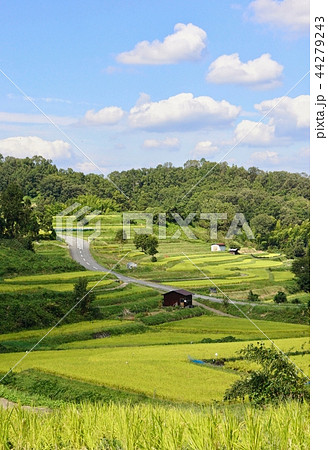 田園風景 奈良県明日香村稲渕地区 田園風景 奈良県明日香村稲渕地区 44279243