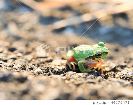 アマガエル アマガエル 44279471