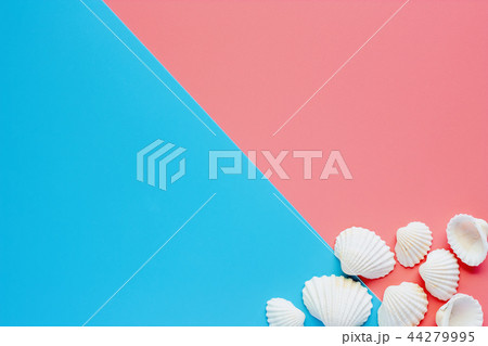 White sea shells on pink and blue background White sea shells on pink and blue background 44279995