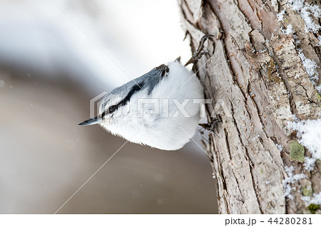 冬のゴジュウカラ 冬のゴジュウカラ 44280281