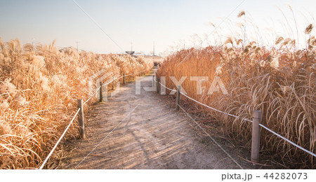 葦 ススキ 空公園 44282073