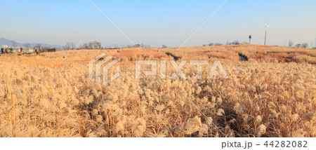 葦 ススキ 空公園 44282082