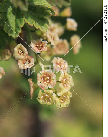 フサスグリの花 44282129