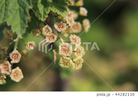 フサスグリの花 44282130