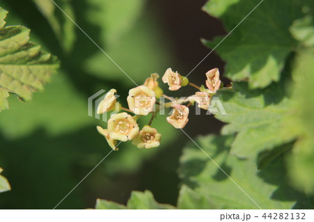 フサスグリの花 フサスグリの花 44282132