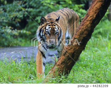 ベンガルトラ 44282209