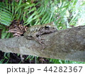 カジカガエル 44282367
