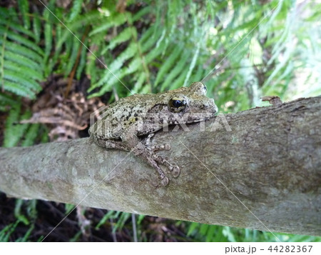 カジカガエル カジカガエル 44282367